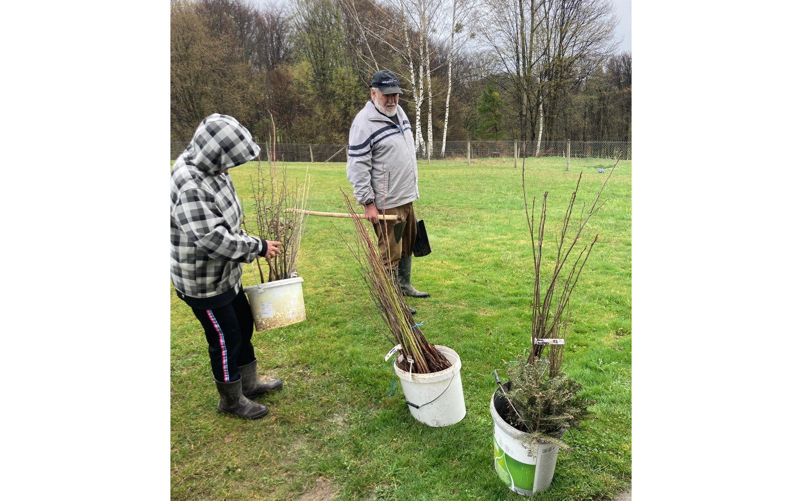 sajenje medovitih rastlin
