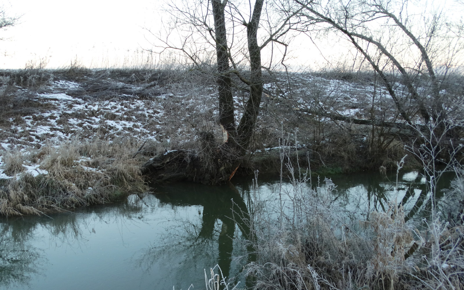 Bobri pod hrastovškim gradom