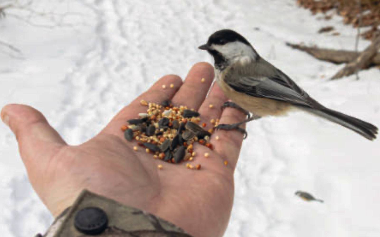 Zakaj in kako pravilno hranimo ptice