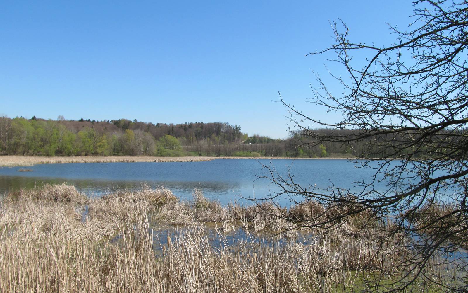 Ptičja gripa pri labodu na jezeru Komarnik