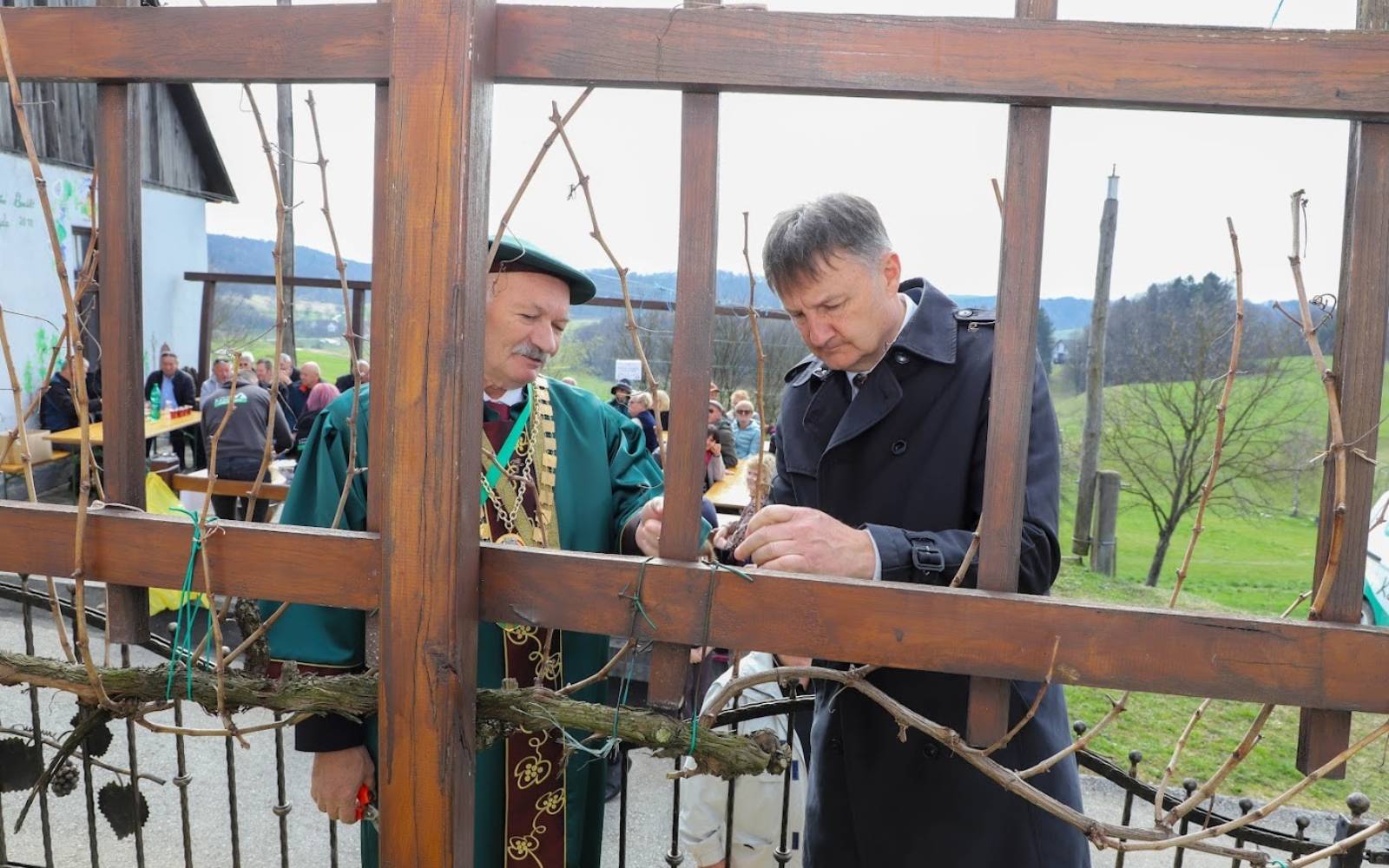 Že 22. rez Čolnikove trte