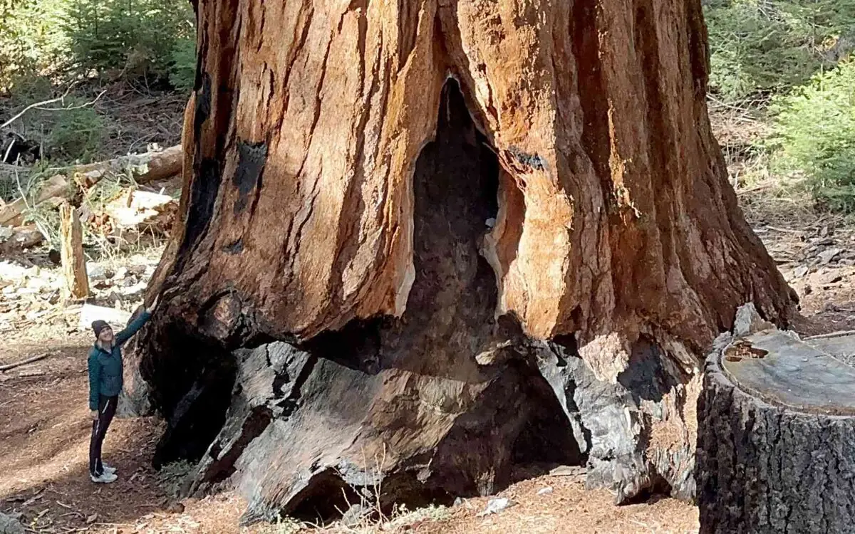 amerika simon skof 1408 sequoia.jpg