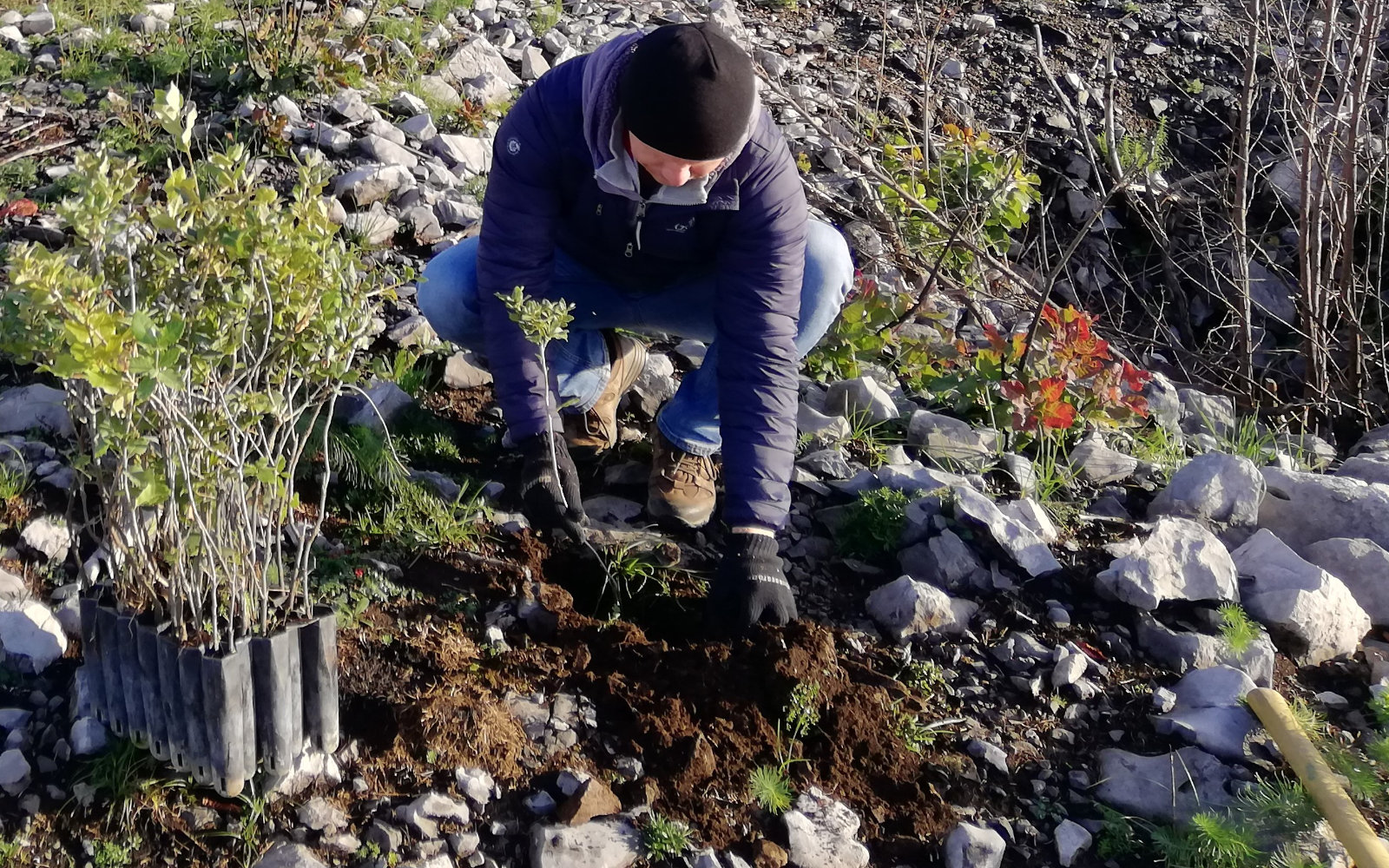 Zasadimo prihodnost: čas je za medovite rastline