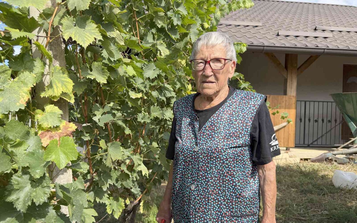 gocova trgatev 1409 5