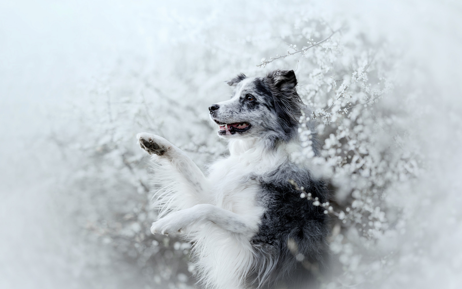 pasja fotografija 1704 2