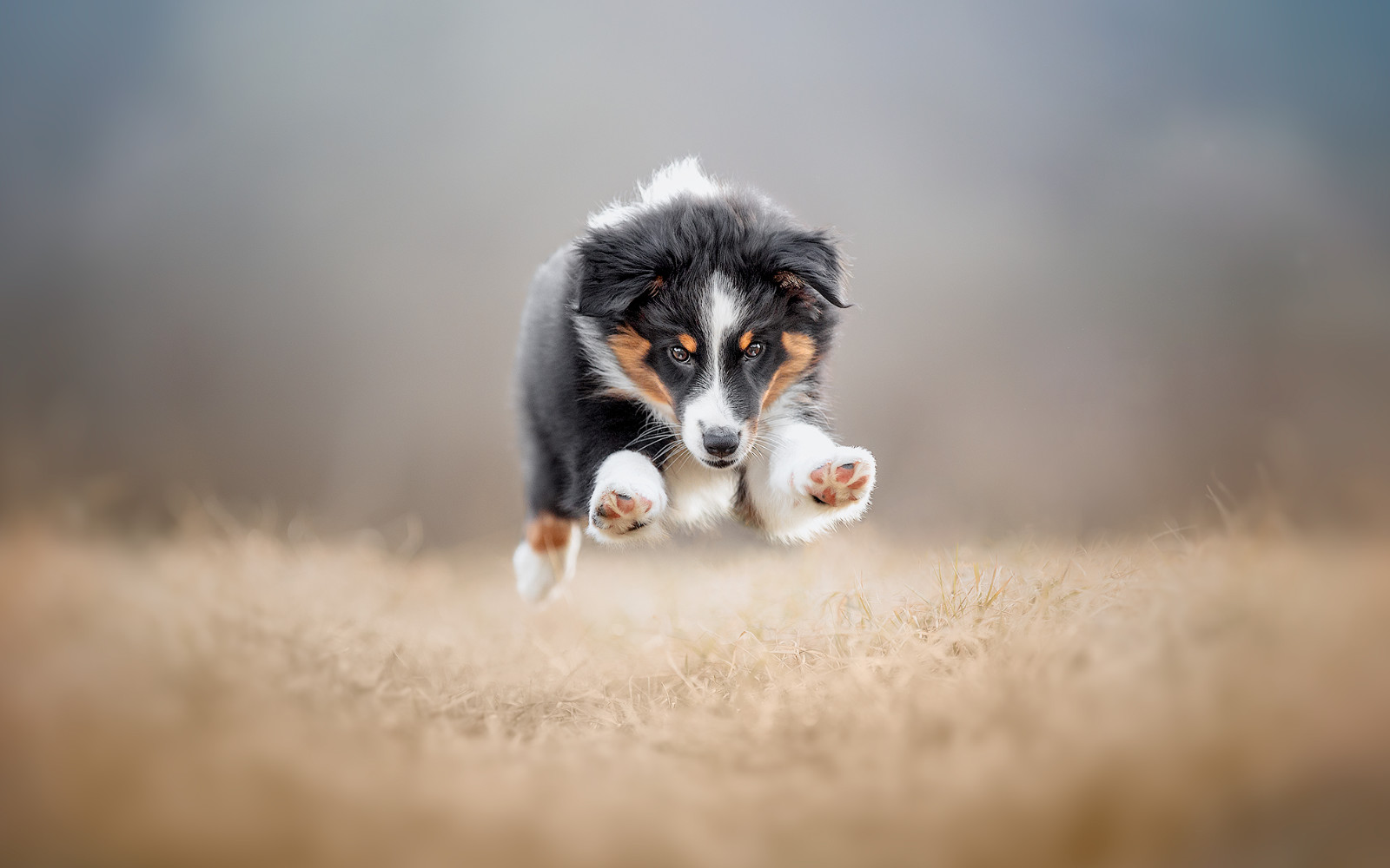 pasja fotografija 1704 8