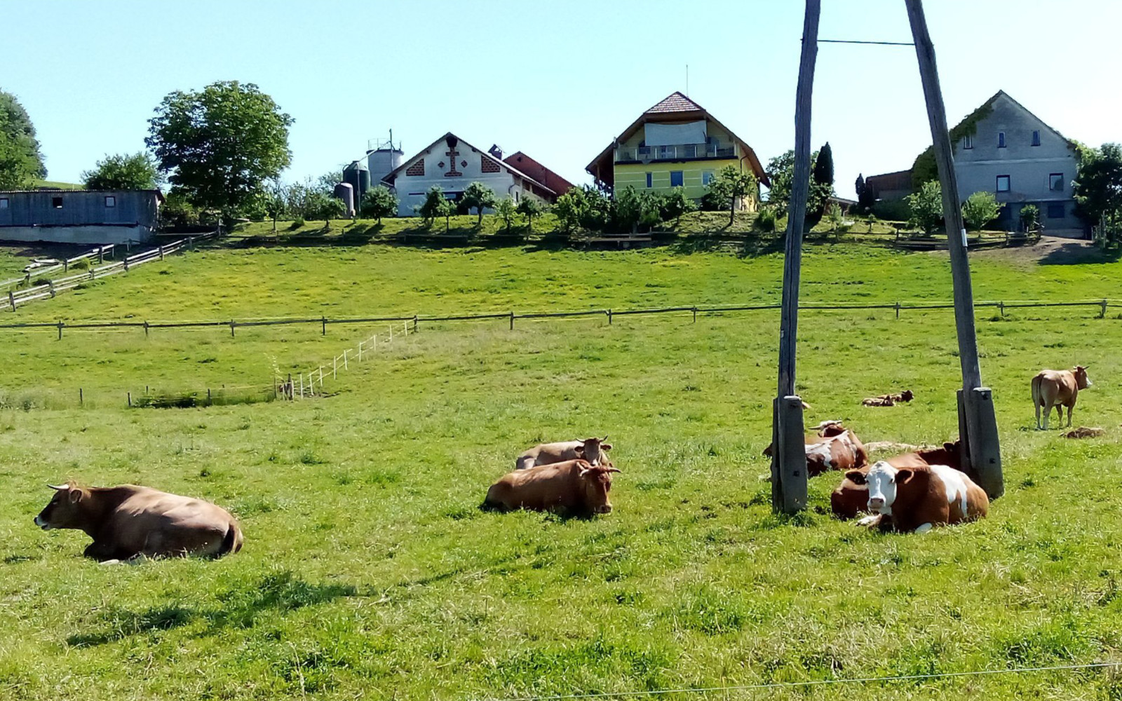 Na Rojkovem pašniku na paši brez pastirja