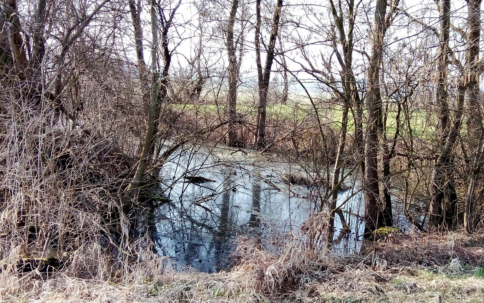 Stara Pesnica - naravna vrednota