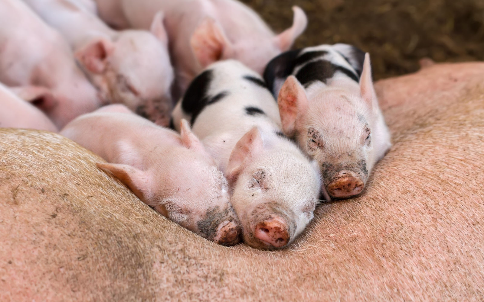 Kastracija pujskov v praksi