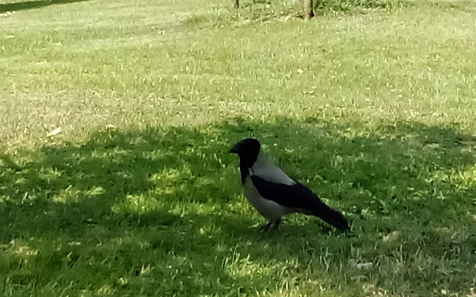 Izredni odstrel sivih vran