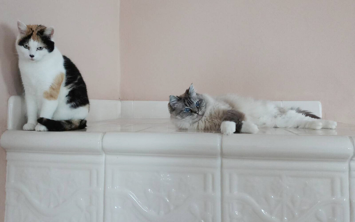 Čipiranje mačk je do konca avgusta ugodnejše tudi v Veterinarski bolnici VET Lenart