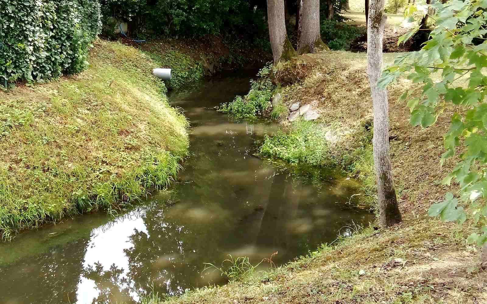 Ohranjeni del stare struge Globovnice ob lenarški Poleni