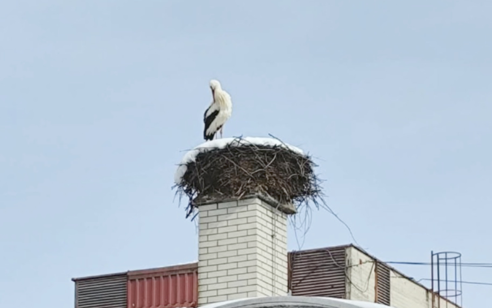 Štorklja (že) v Lenartu?