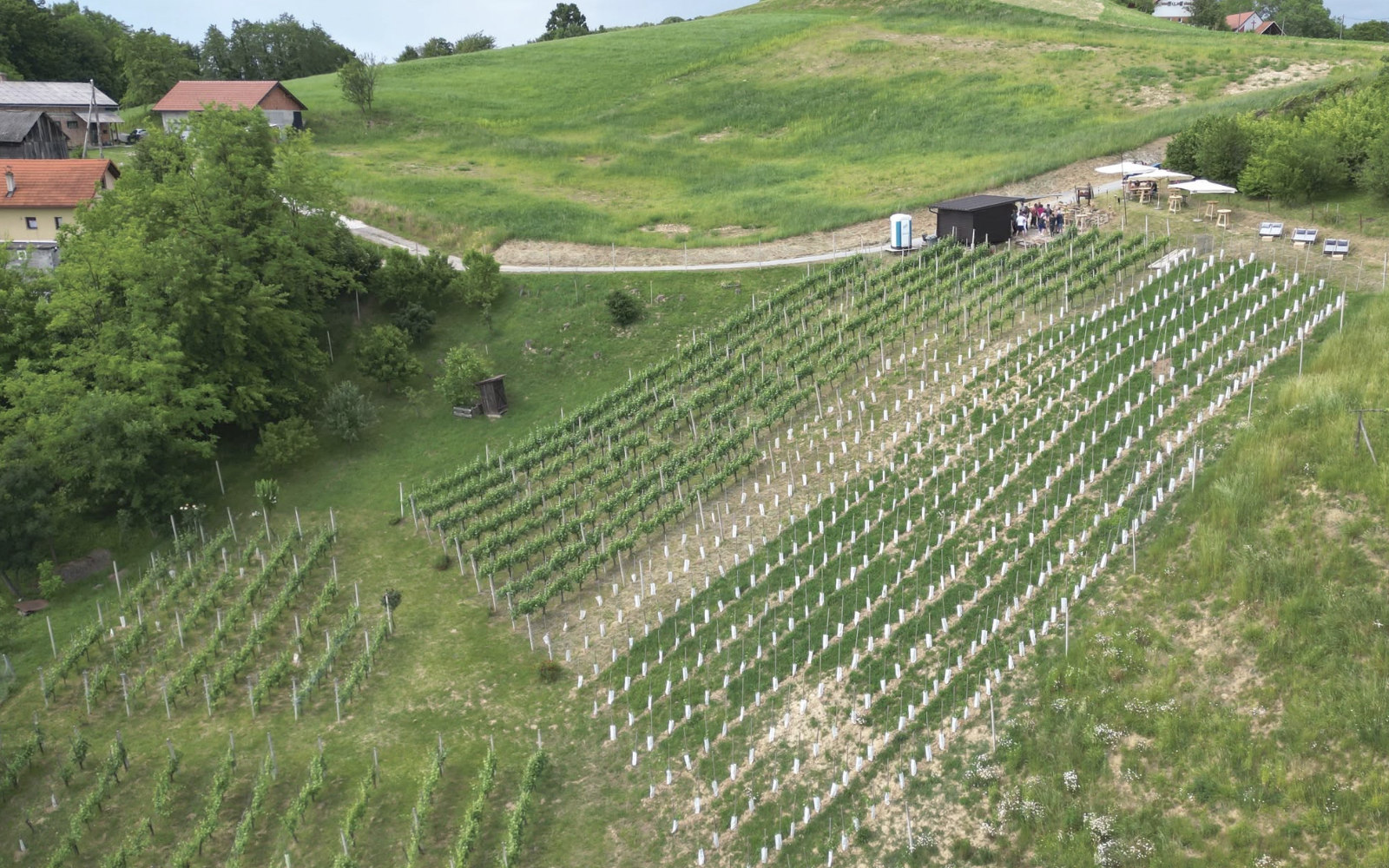 vinogradniki 0906 3