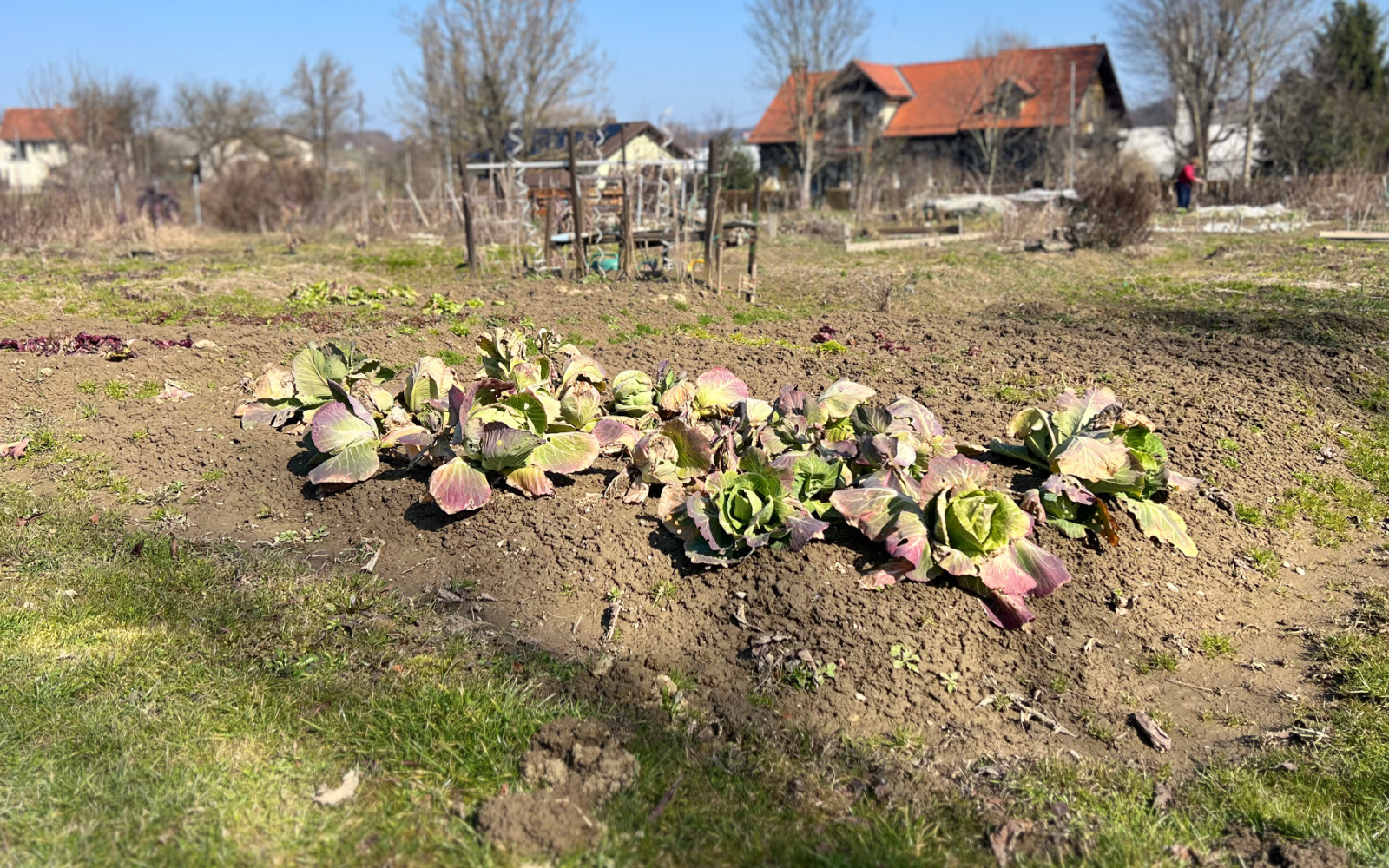 Od skupnostnega vrtnarjenja do sporov in odločitve občine
