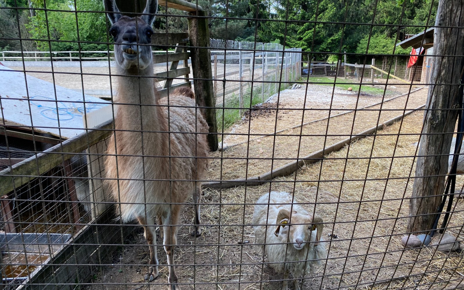 KD_pesnica_lama_in_oven.jpg
