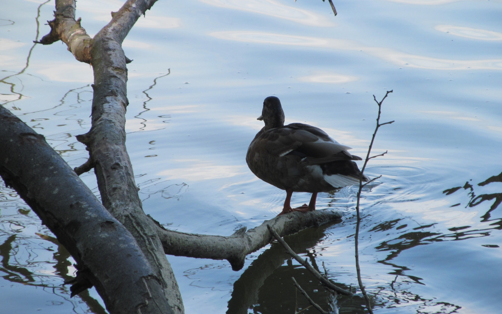 Izjemno narasla voda je grozila tudi vodni in obvodno perjadi na Trojiškem jezeru v Slovenskih goricah. Foto: Marjan Toš