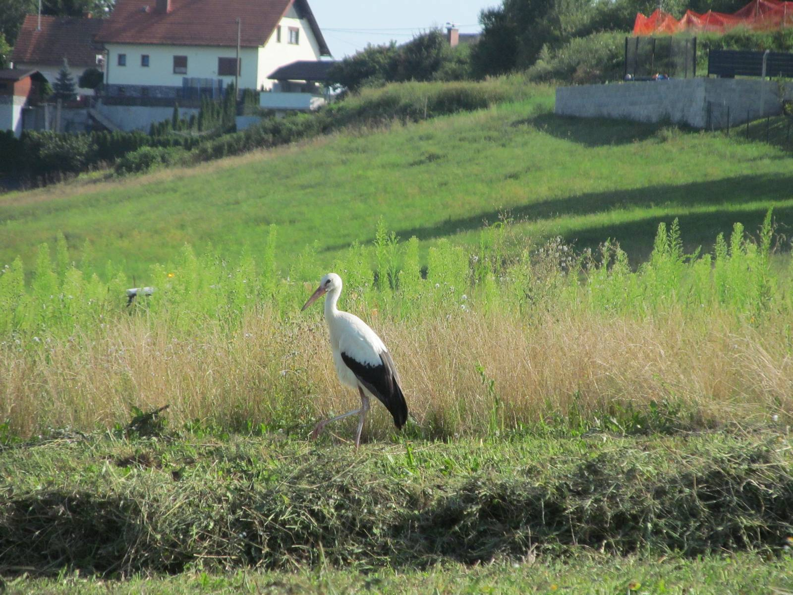 Na travniku za kobilicami, da bo več energije za dolgi polet ... Foto: Marjan Toš