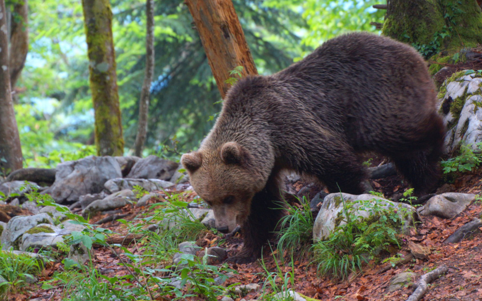 Sobivanje z rjavim medvedom postaja v Sloveniji problematično. Foto: osebni arhiv Marjana Toša
