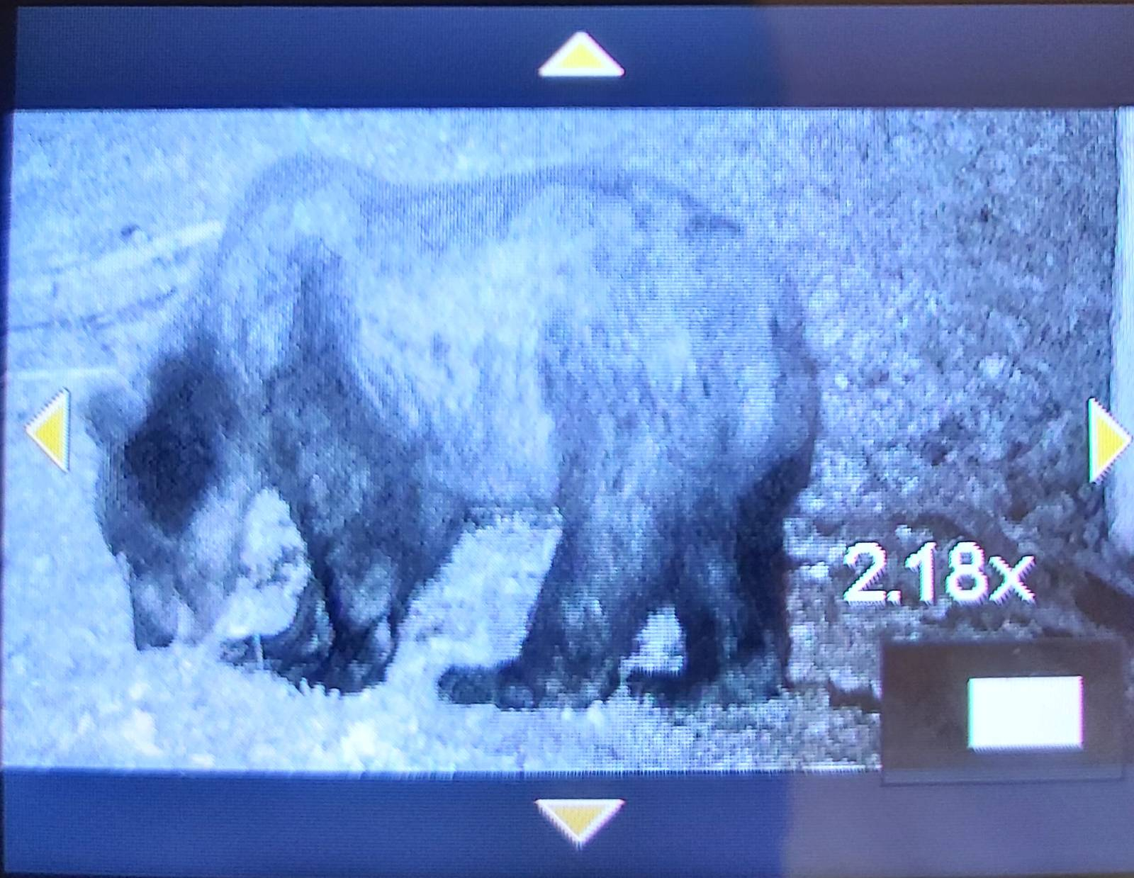 Takšen kosmatinec se je potikal nedaleč od nas po Pohorju in Kozjaku Foto: Radivoj Cvetko