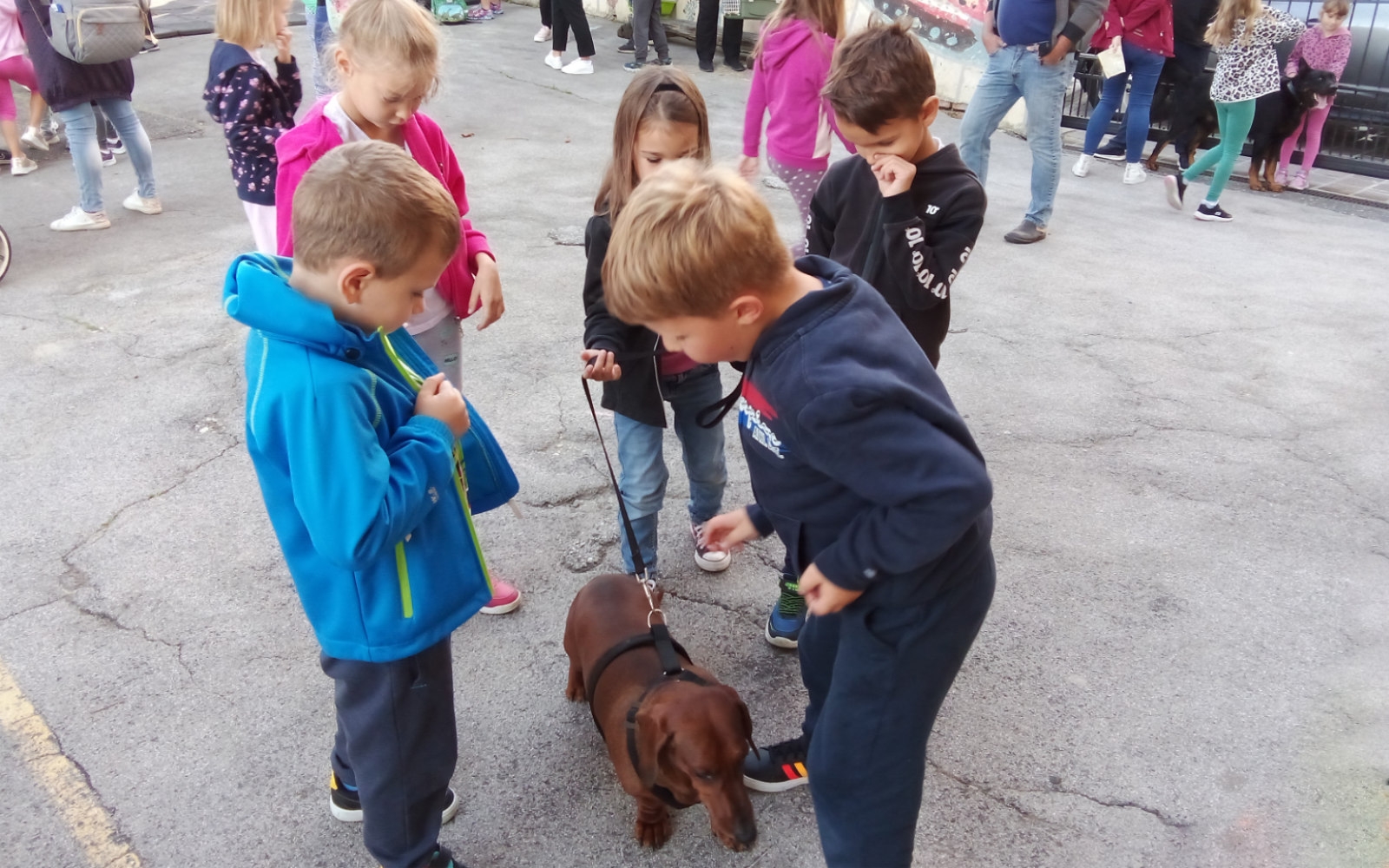 Mladi šolarji so se na veliko družili s hišnimi ljubljenčki, najraje s psi. Foto: Marjan Toš