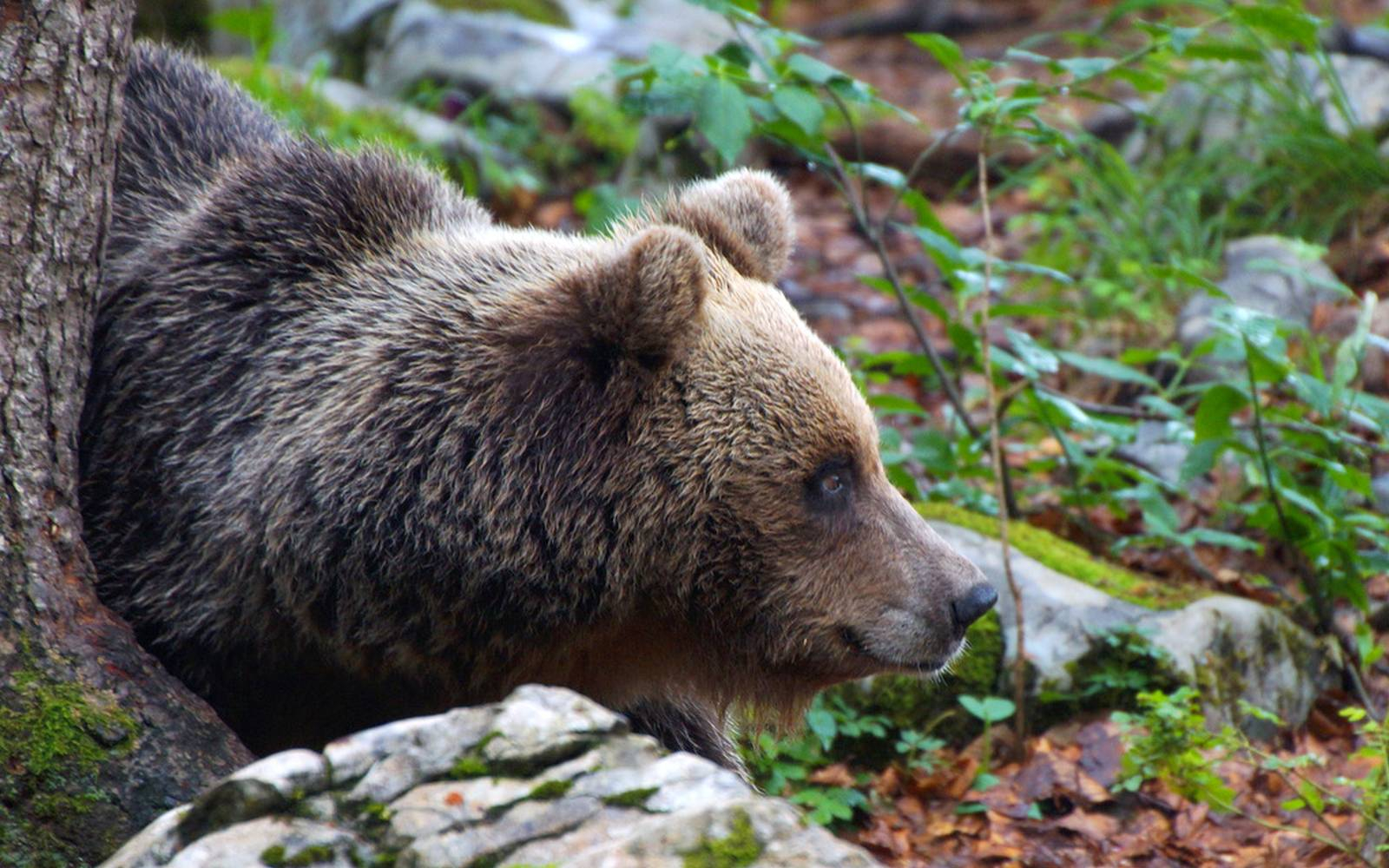 Kljub odstrelu škoda po medvedih v Sloveniji narašča. Foto: arhiv LZS