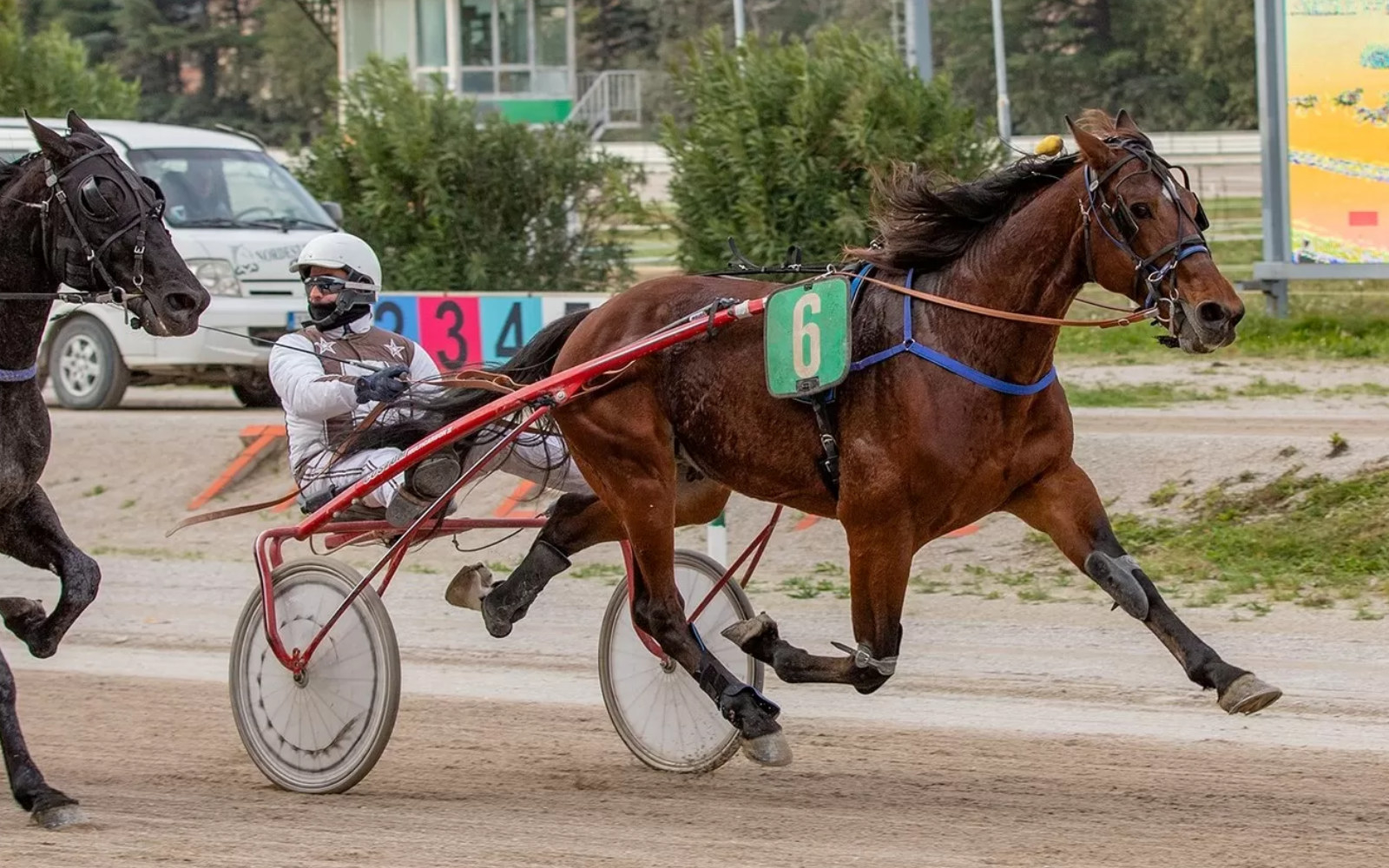 Na tržaškem hipodromu Montebello dobro tekmujejo slovenski konji. Foto: arhiv hipodroma Montebello