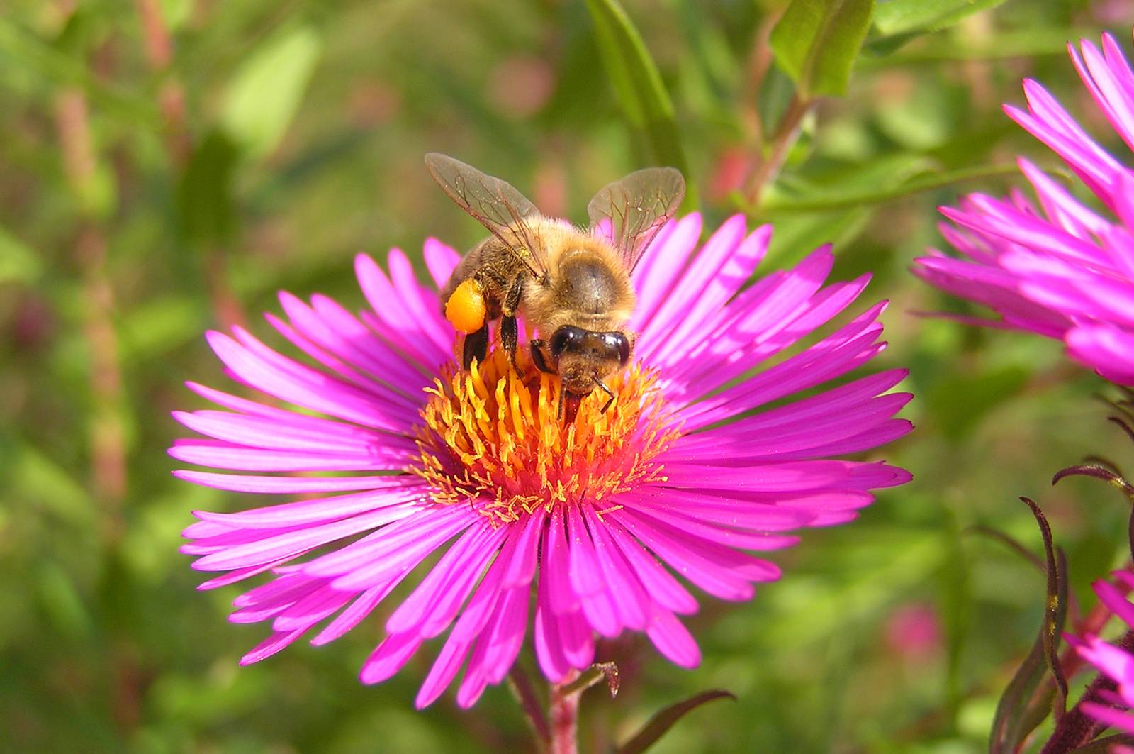 Foto: Čebelarska zveza Slovenije