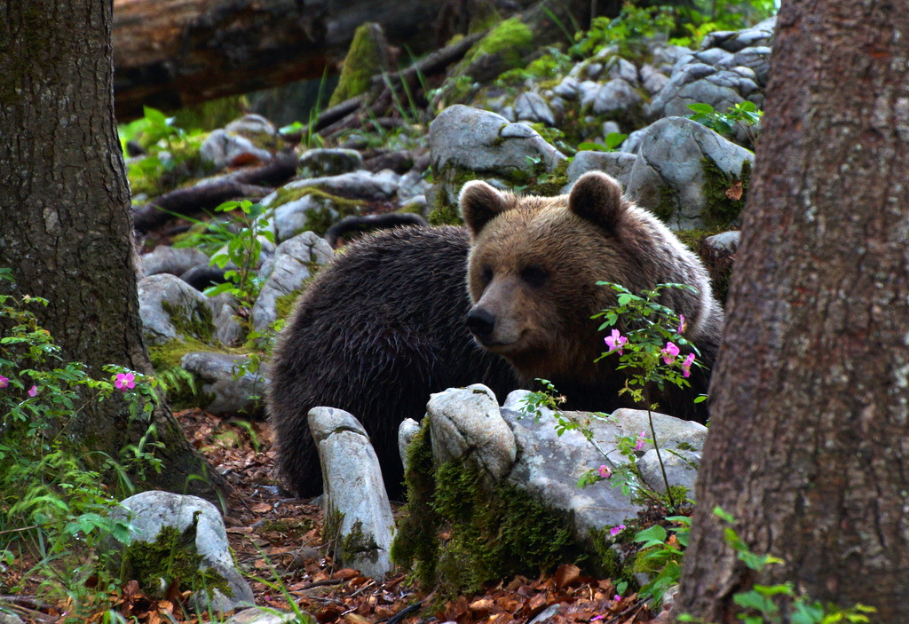 Rjavi medved na Kočevskem  Foto: Janez Černač
