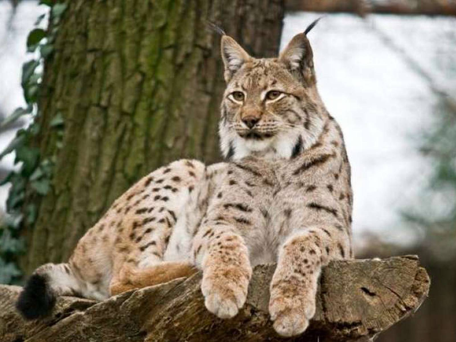 Foto: arhiv LZS