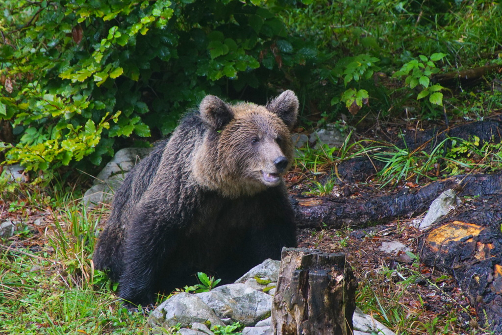 Slovenija je dežela z vitalnimi populacijami velikih zveri, tudi rjavega medveda.