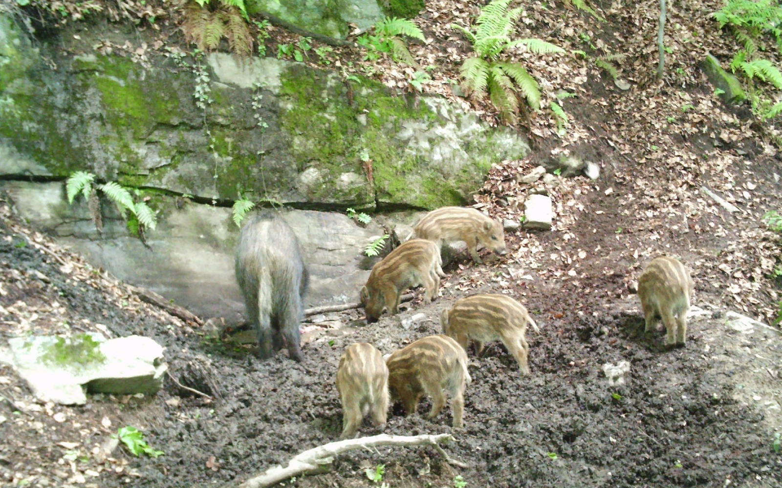 APK grozi tudi divjim prašičem v Sloveniji. Foto: arhiv Marjana Toša