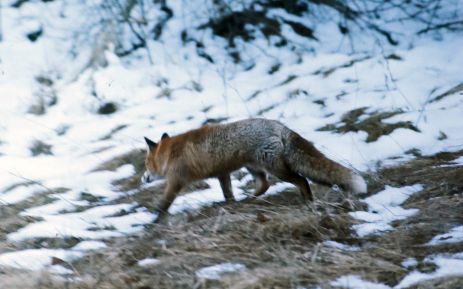 Zvitorepke so običajno spretnejše od lovcev. Foto: osebni arhiv Marjana Toša.