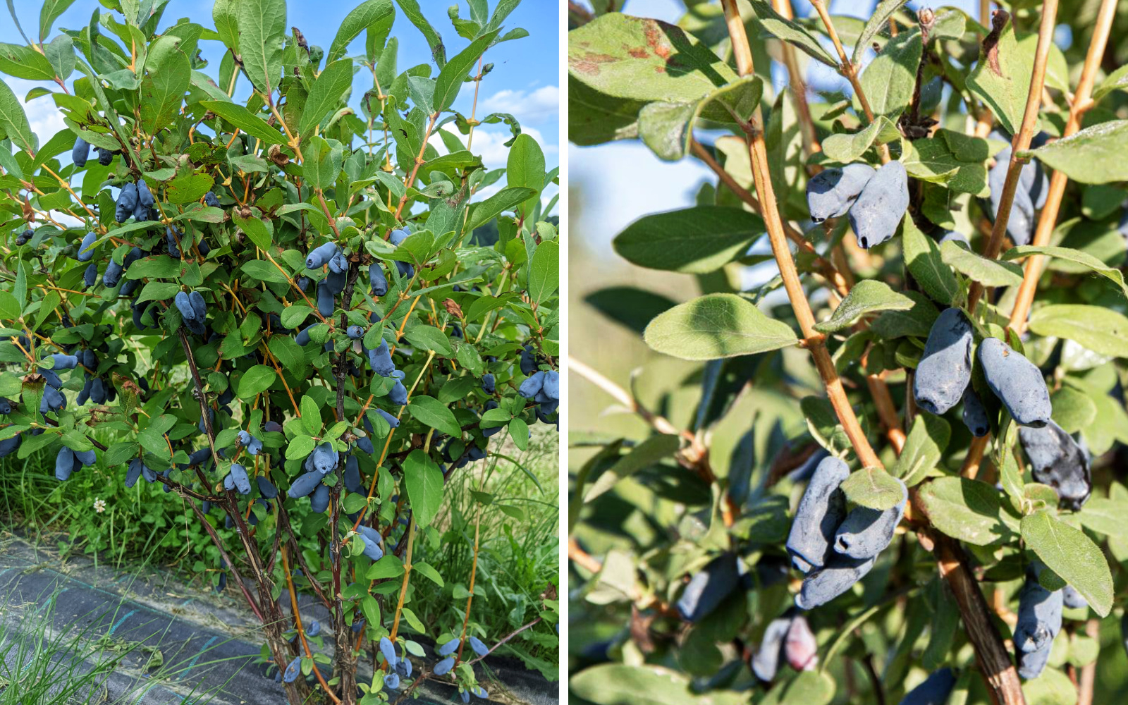 Na Kmetiji Rola, ki se nahaja pri Svetem Andražu v Slovenskih goricah, se ukvarjajo z gojenjem ekoloških haskap jagod. Foto: osebni arhiv