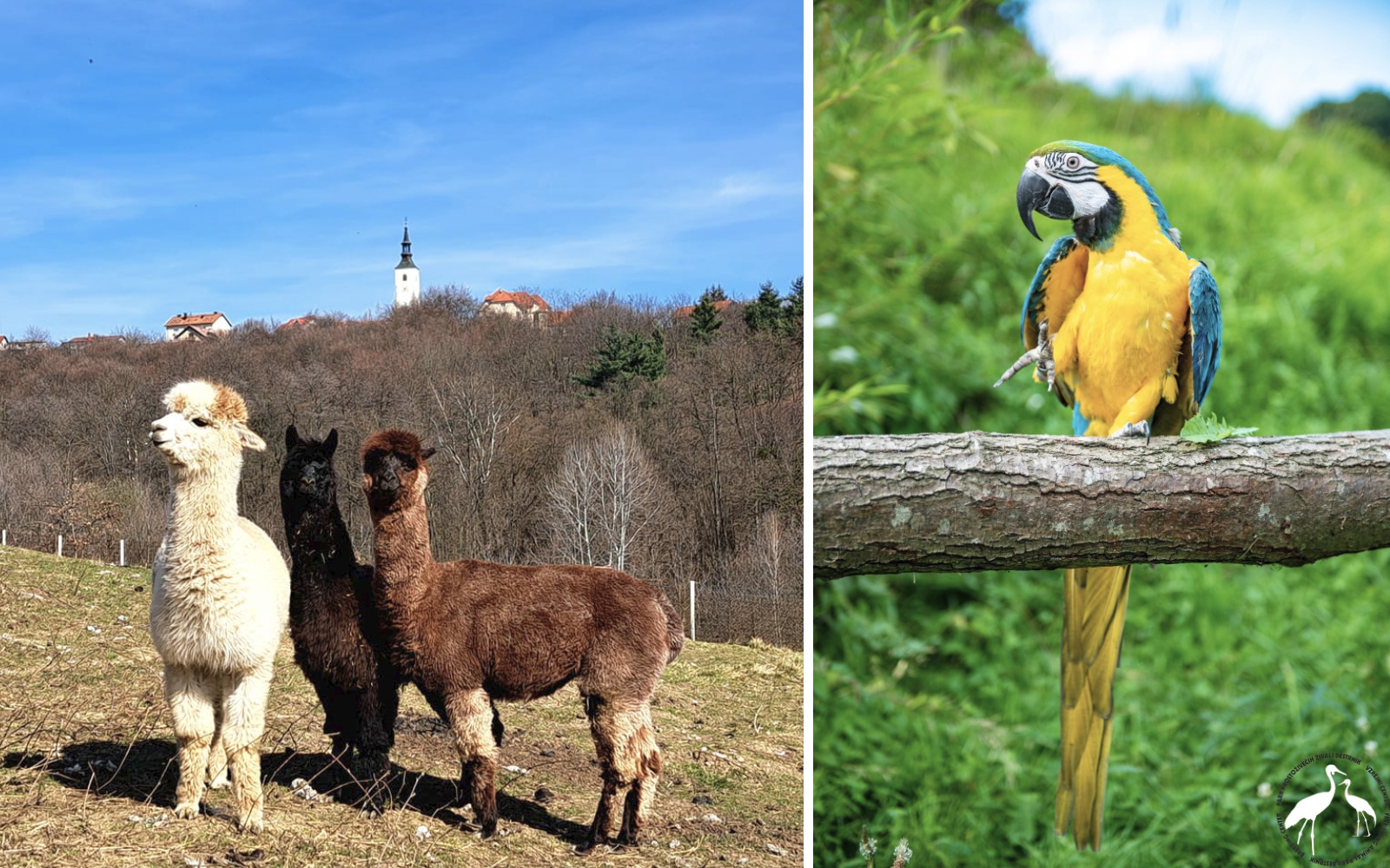 »Vse se je pa začelo z nemo raco, ki je v meni pri šestih letih vzbudila posebno ljubezen do živali, katero sem vseskozi ohranjal.« poudari Horvat. Foto: arhiv družine Horvat