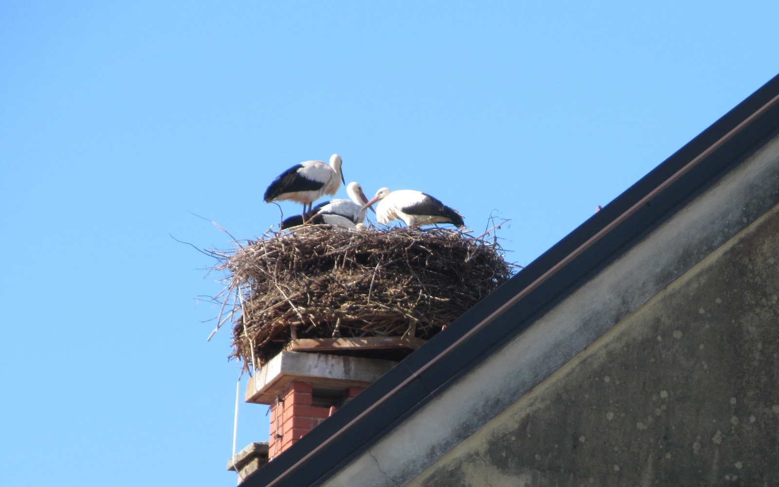 Na dimniku lenarške AP je te dni izredno živahno. Foto: Marjan Toš