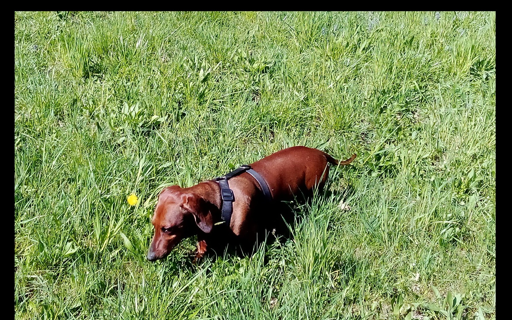 Namesto za pirotehniko raje za kruh in mleko