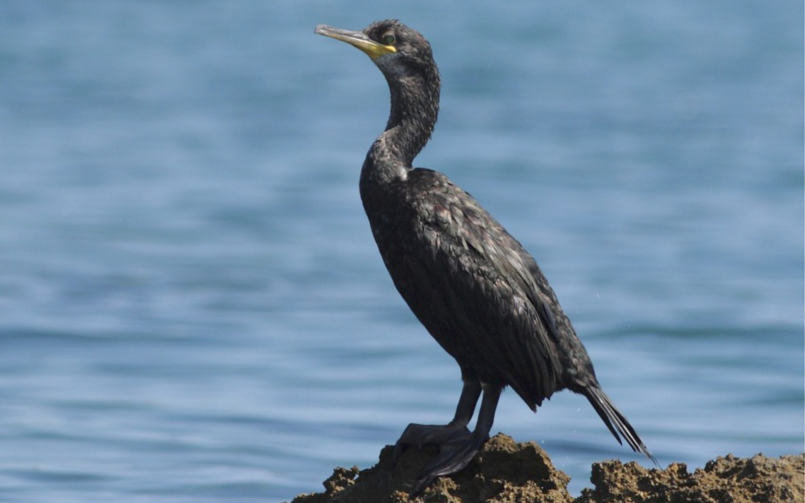Ribiči zaradi kormoranov znova bijejo plat zvona